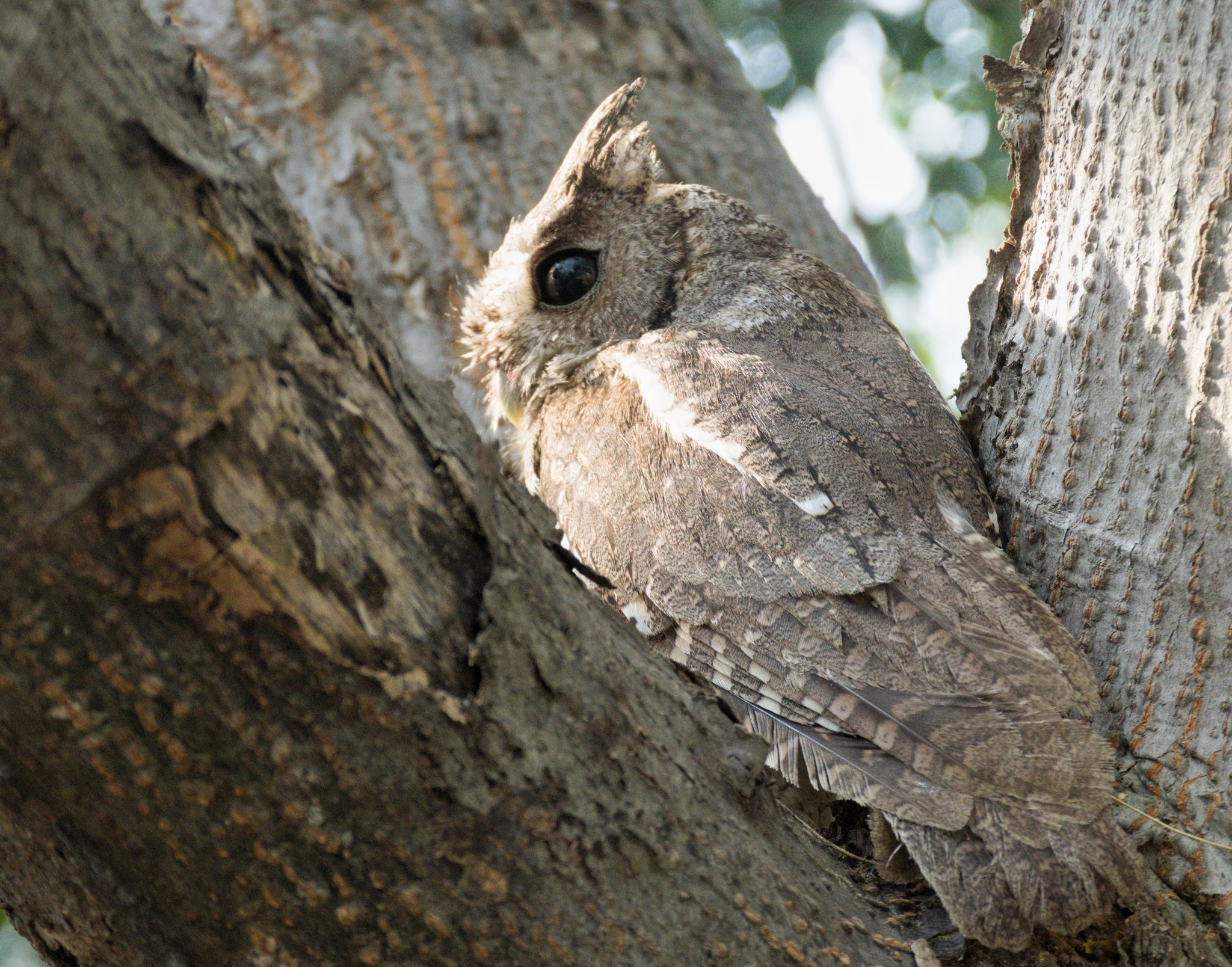 Balsas Screech Owl (Megascops seductus), photo 4