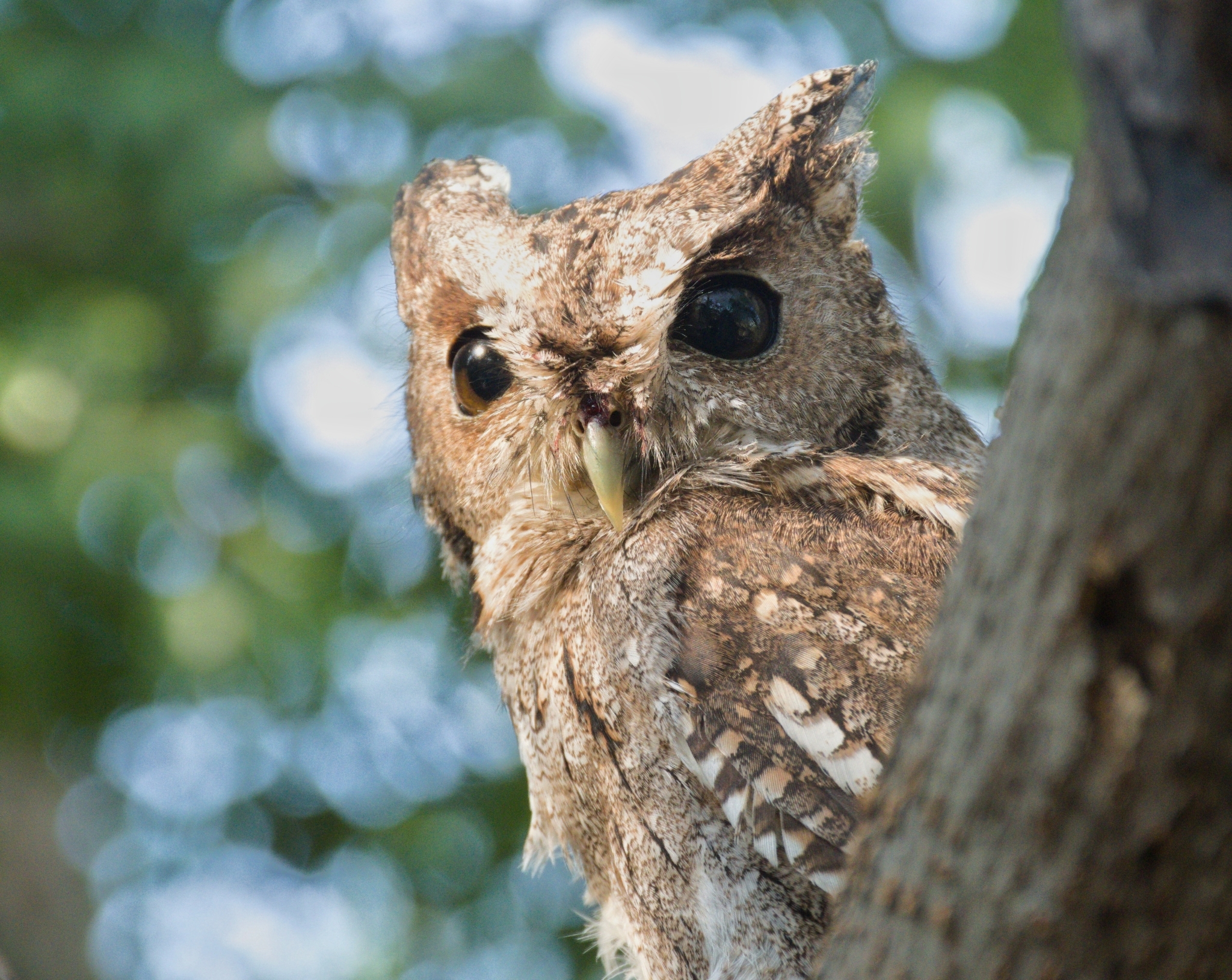 Balsas Screech Owl (Megascops seductus), photo 5