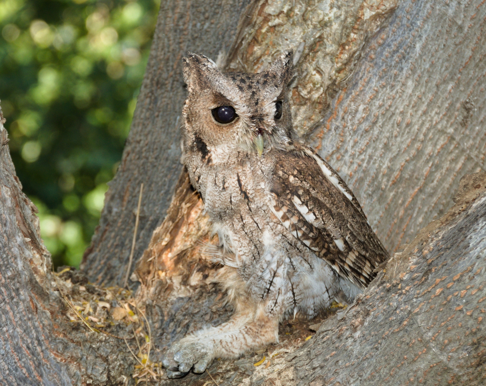 Balsas Screech Owl (Megascops seductus), photo 6