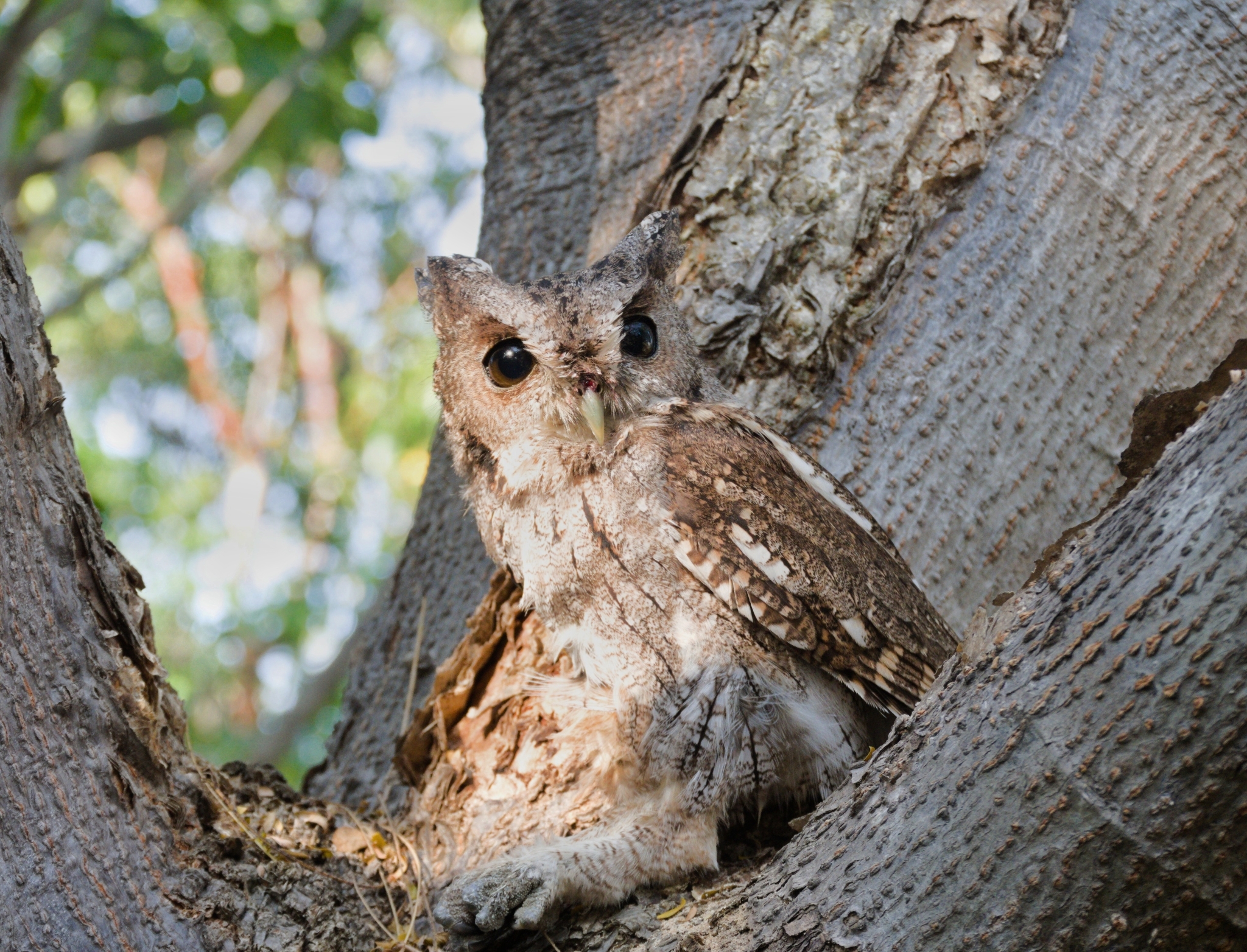 Balsas Screech Owl (Megascops seductus), photo 7