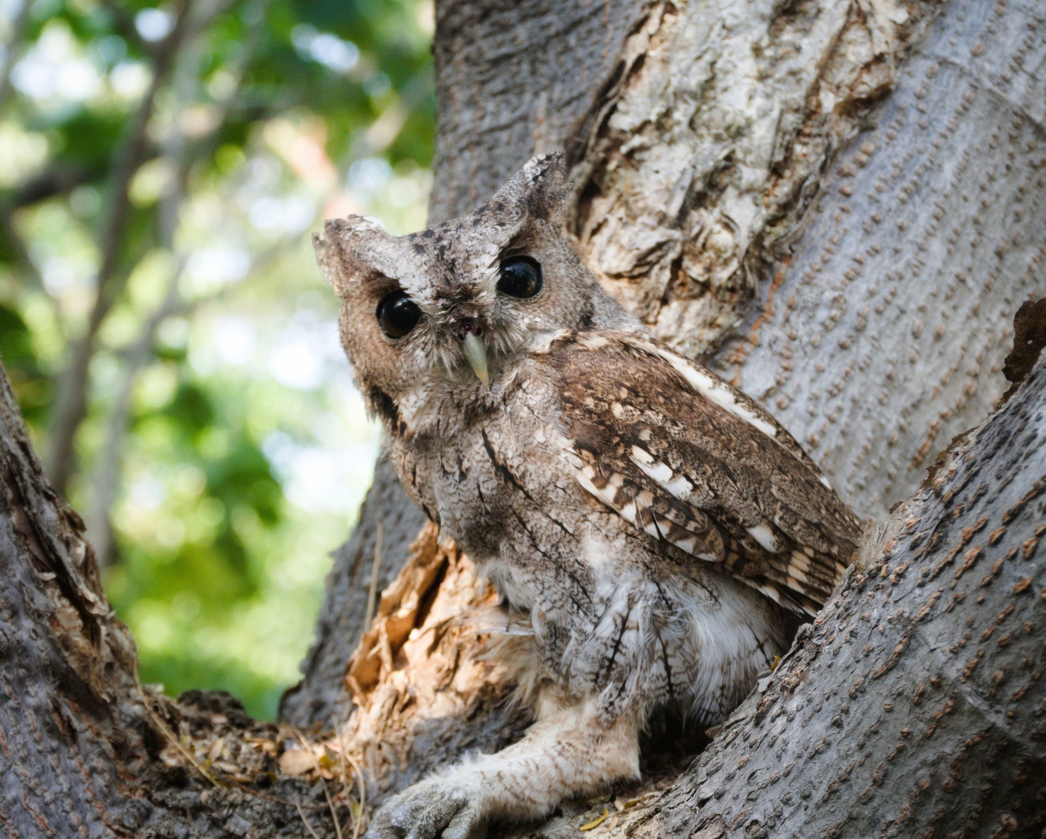 Balsas Screech Owl (Megascops seductus), photo 8