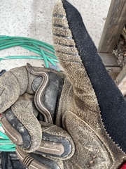 Tropidoclonion lineatum