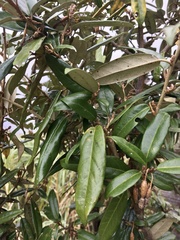 Elaeagnus formosana