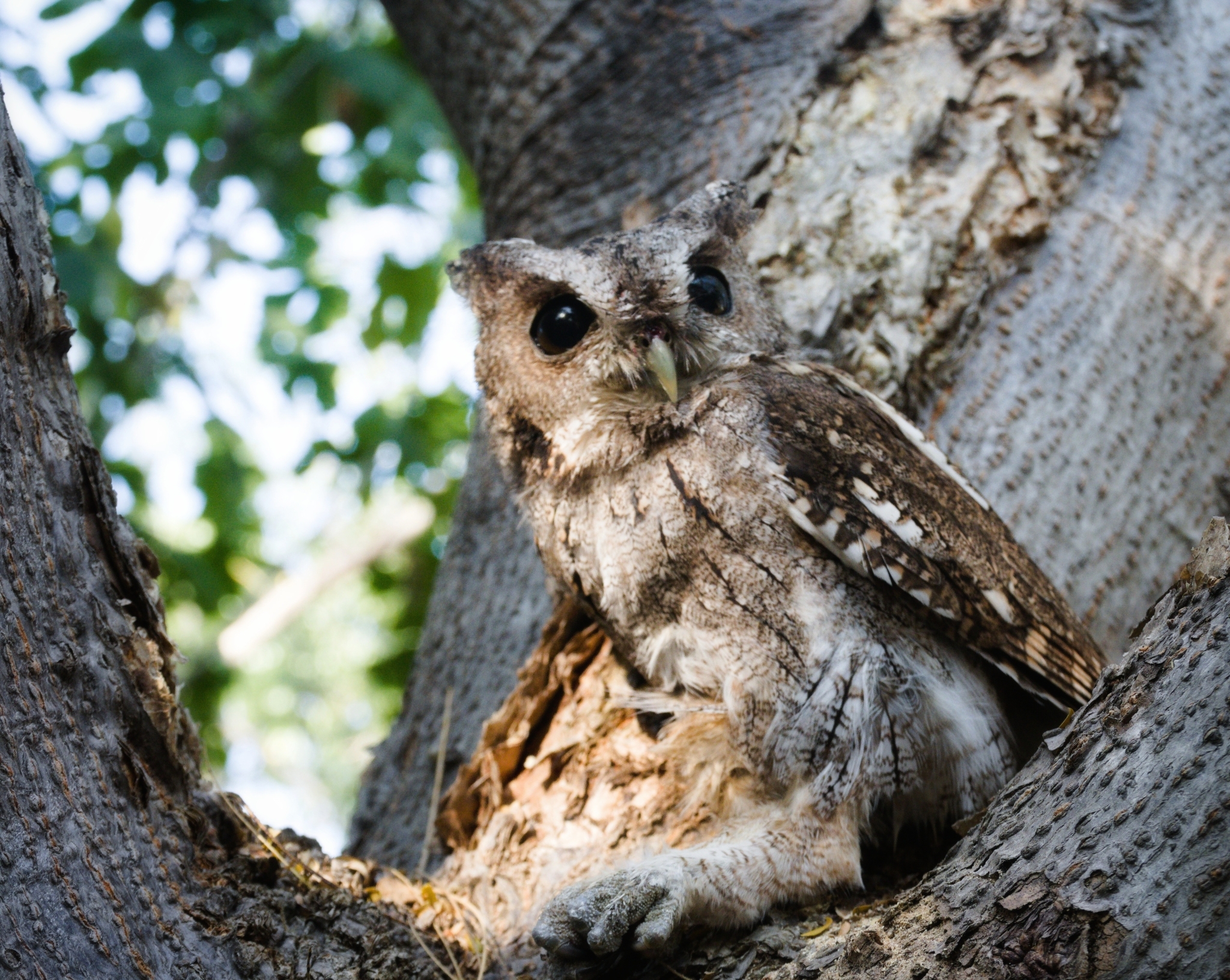 Balsas Screech Owl (Megascops seductus), photo 9