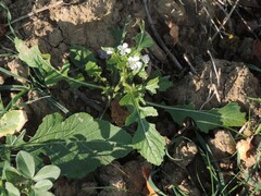 Diplotaxis erucoides