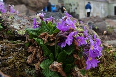 Primula amoena