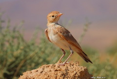 Ammomanes cinctura
