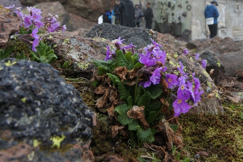 Image of Primula amoena by (c) Лия, some rights reserved (CC BY)