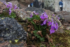Primula amoena