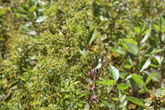 Thalictrum dasycarpum