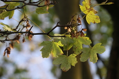 Acer pseudoplatanus