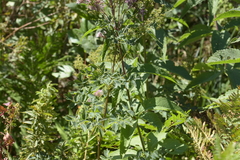 Thalictrum dasycarpum