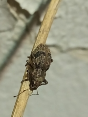 Pantomorus postfasciatus