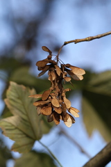 Acer pseudoplatanus