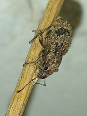 Pantomorus postfasciatus