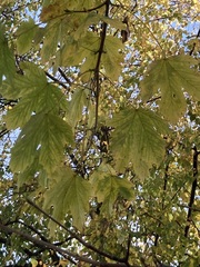 Acer pseudoplatanus