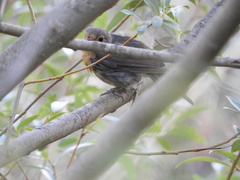 Erithacus rubecula rubecula
