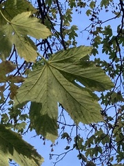 Acer pseudoplatanus