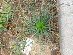 Asphodelus fistulosus