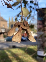 Acer pseudoplatanus