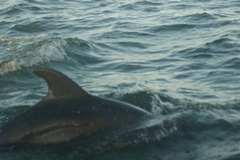 Delphinidae