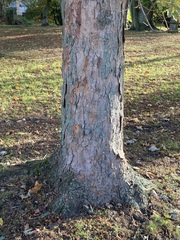 Acer pseudoplatanus