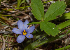 Sisyrinchium montanum