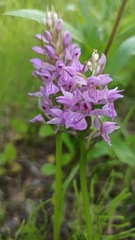 Dactylorhiza majalis baltica