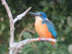 Alcedo semitorquata