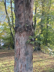 Acer pseudoplatanus