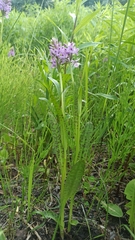 Dactylorhiza majalis baltica