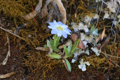 Gentiana sedifolia