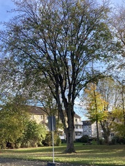 Acer pseudoplatanus