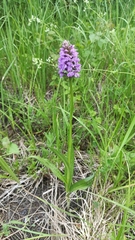 Dactylorhiza majalis baltica