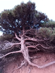 Pinales