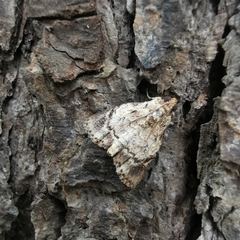 Epipaschia superatalis