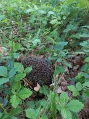 Erinaceus europaeus