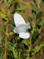 Sesamum angolense
