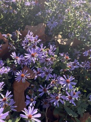 Symphyotrichum oblongifolium