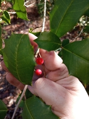 Ilex opaca