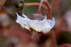 Trichodesma ambacense