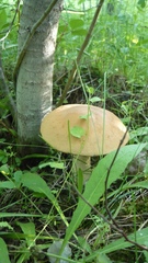 Leccinum albostipitatum