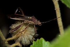 Mirperus jaculus