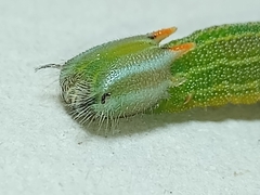 Opsiphanes invirae amplificatus