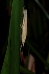 Pseudorhynchus pungens