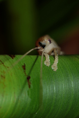 Pseudorhynchus pungens