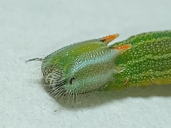 Opsiphanes invirae amplificatus