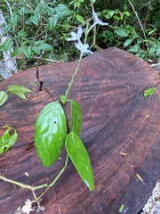 Chamaeranthemum beyrichii