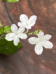 Chamaeranthemum beyrichii