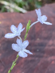 Chamaeranthemum beyrichii